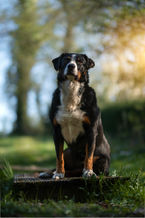 Hundeportrait im Fotogarten in Masburg