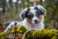 Hundeportrait Outdoor Australian Shepherd Welpe