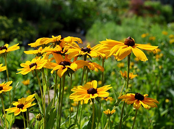 PERENNIALS