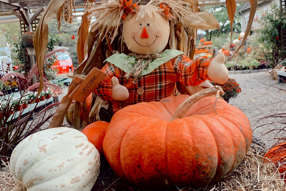 Fall Troy's Garden Nurseries Bedford, New York