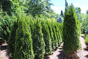 GREEN GIANTS