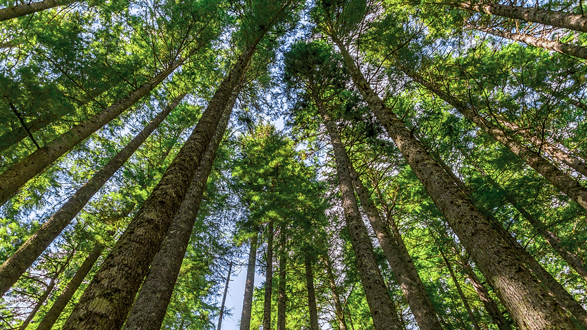 Tall Tree.png