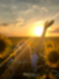 Woman in sunflowers field