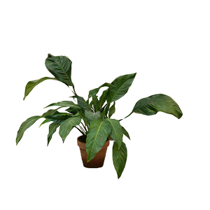 plant.gif