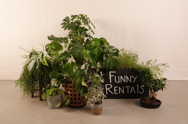 diverse echte planten