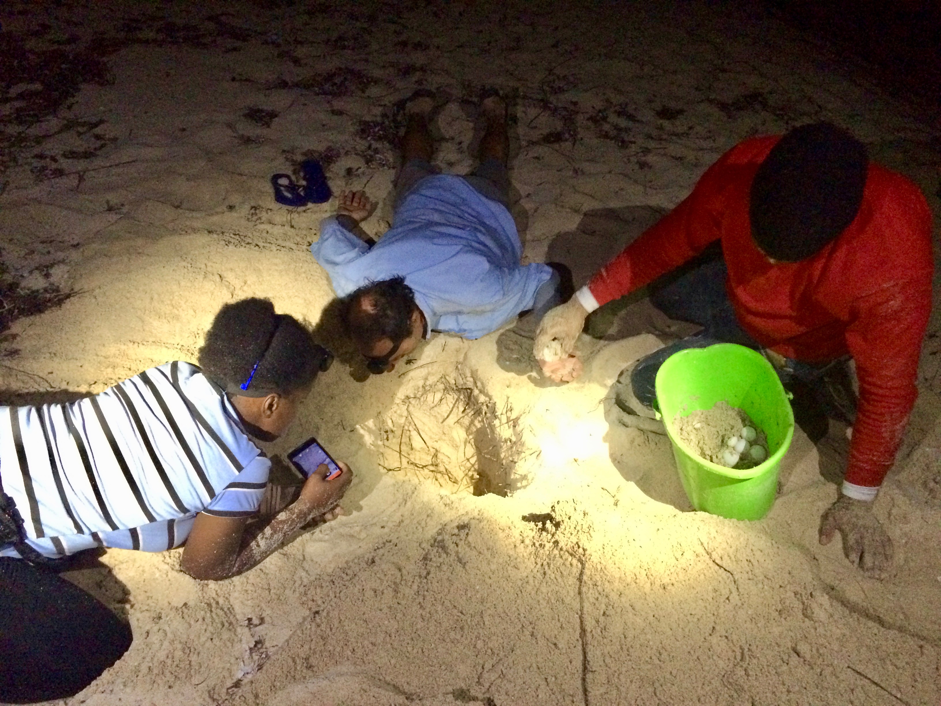 Leatherback eggs relocation