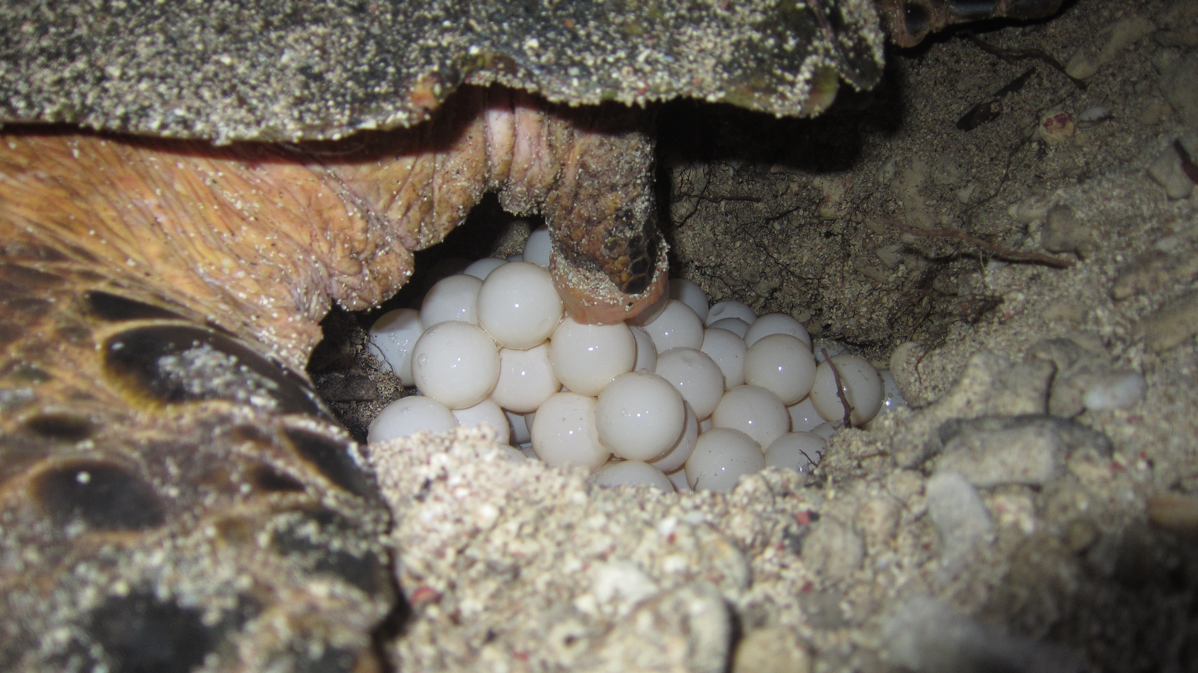 Hawksbill lays eggs