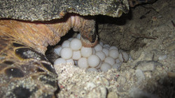 Hawksbill lays eggs