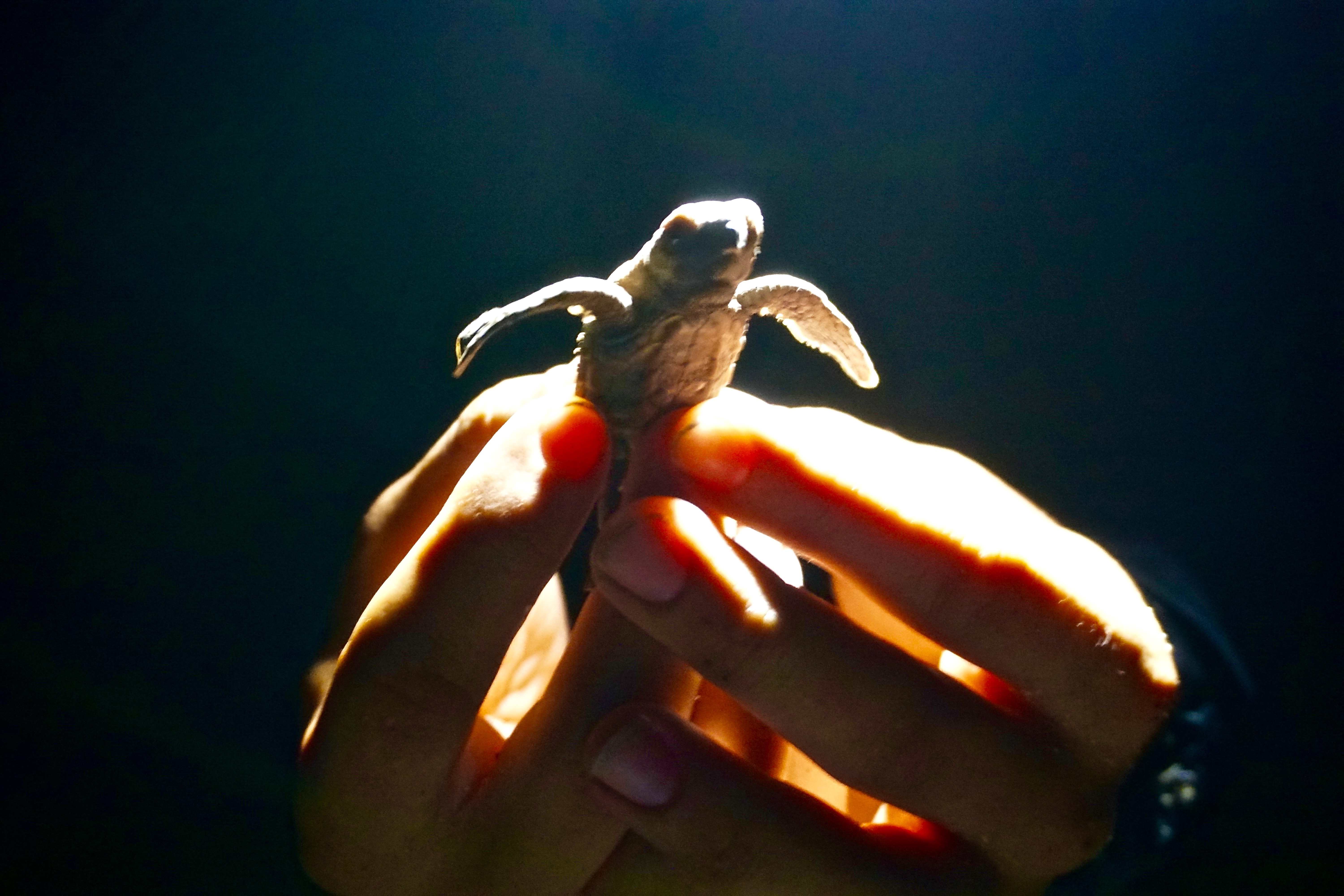 Post-nesting Leatherback in Petit Carena