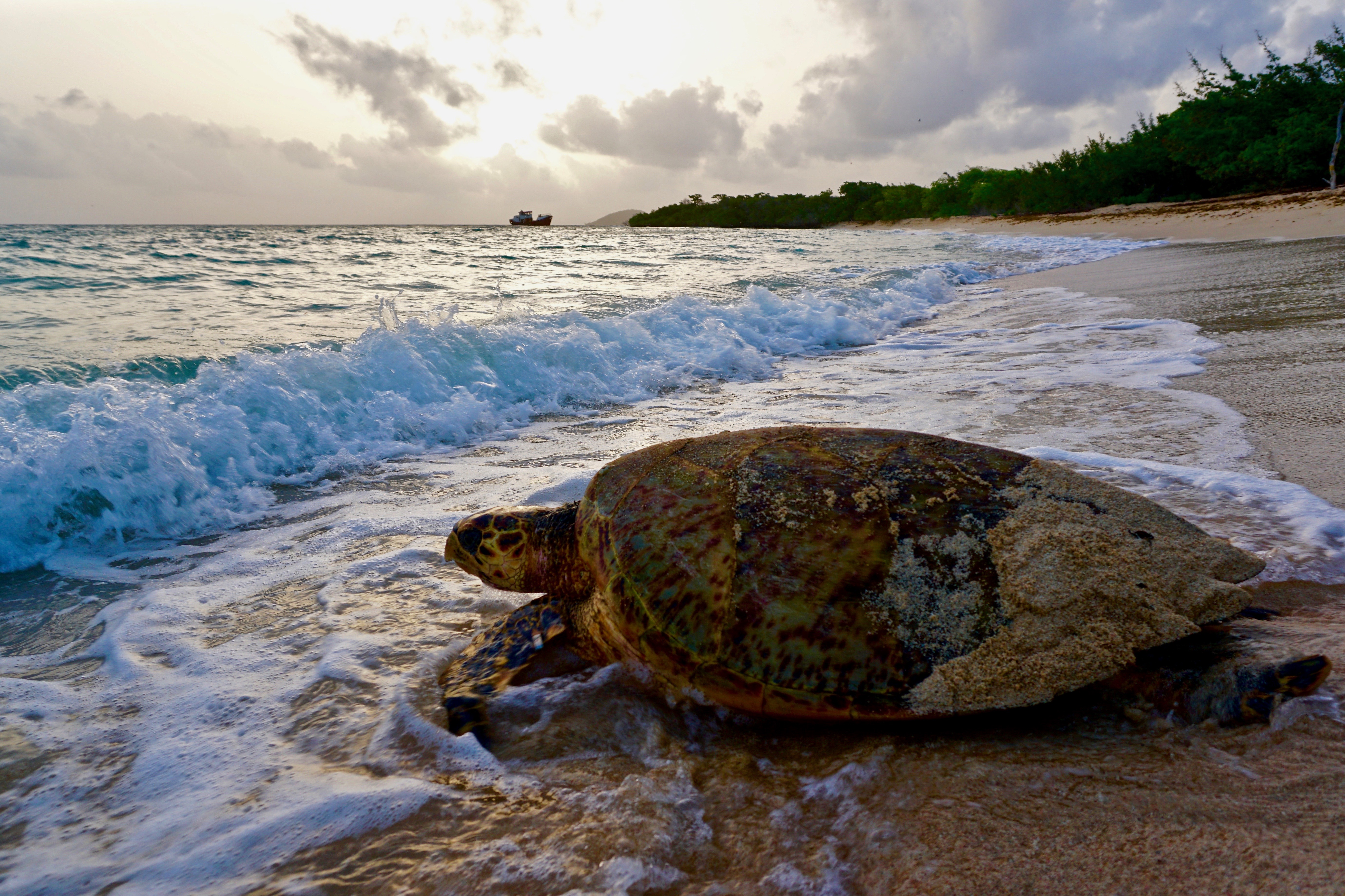 Leaving Petit Carenage sanctuary nesting