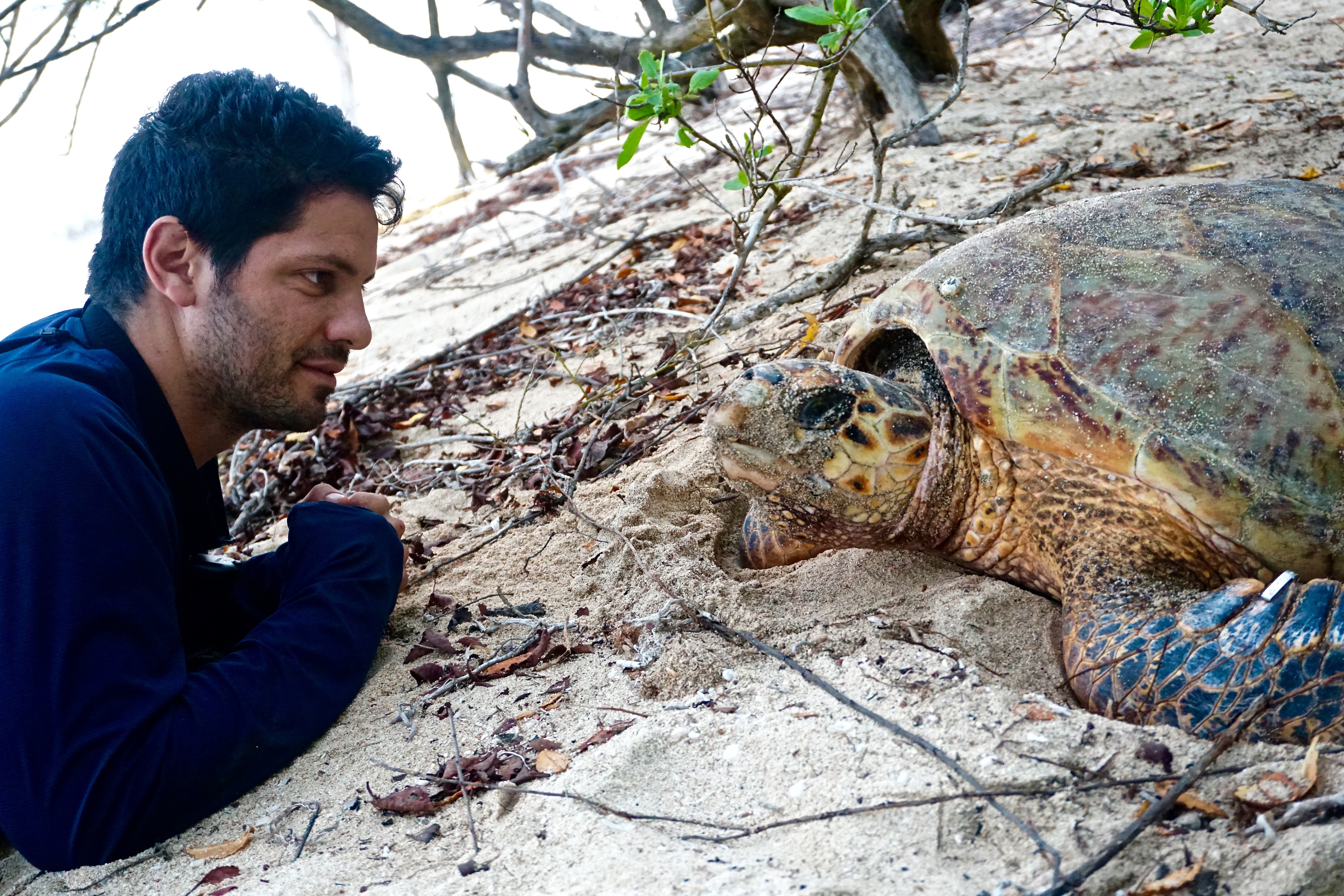 Piero and hawksbill