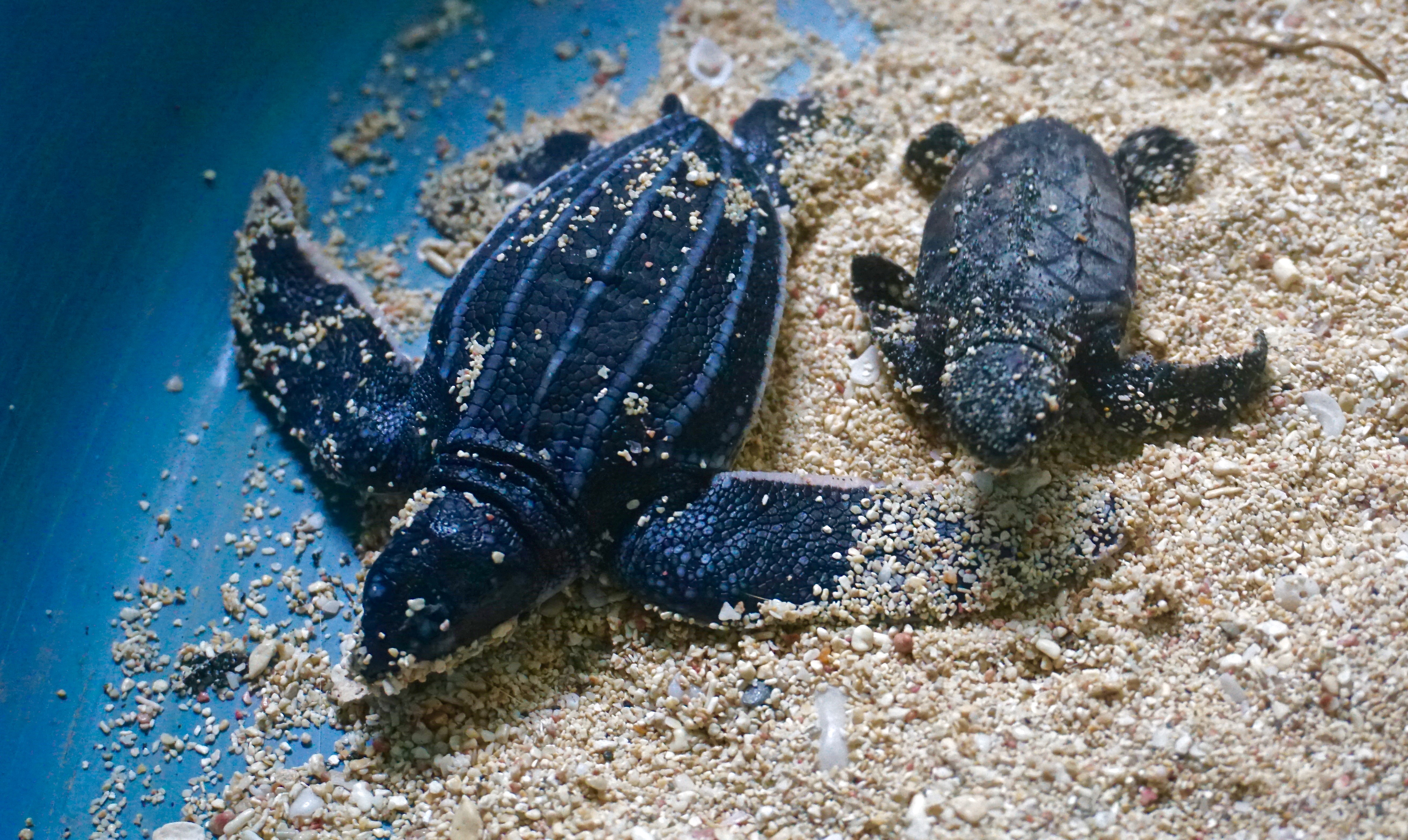 Unusual encounter, rescued Leatherback a