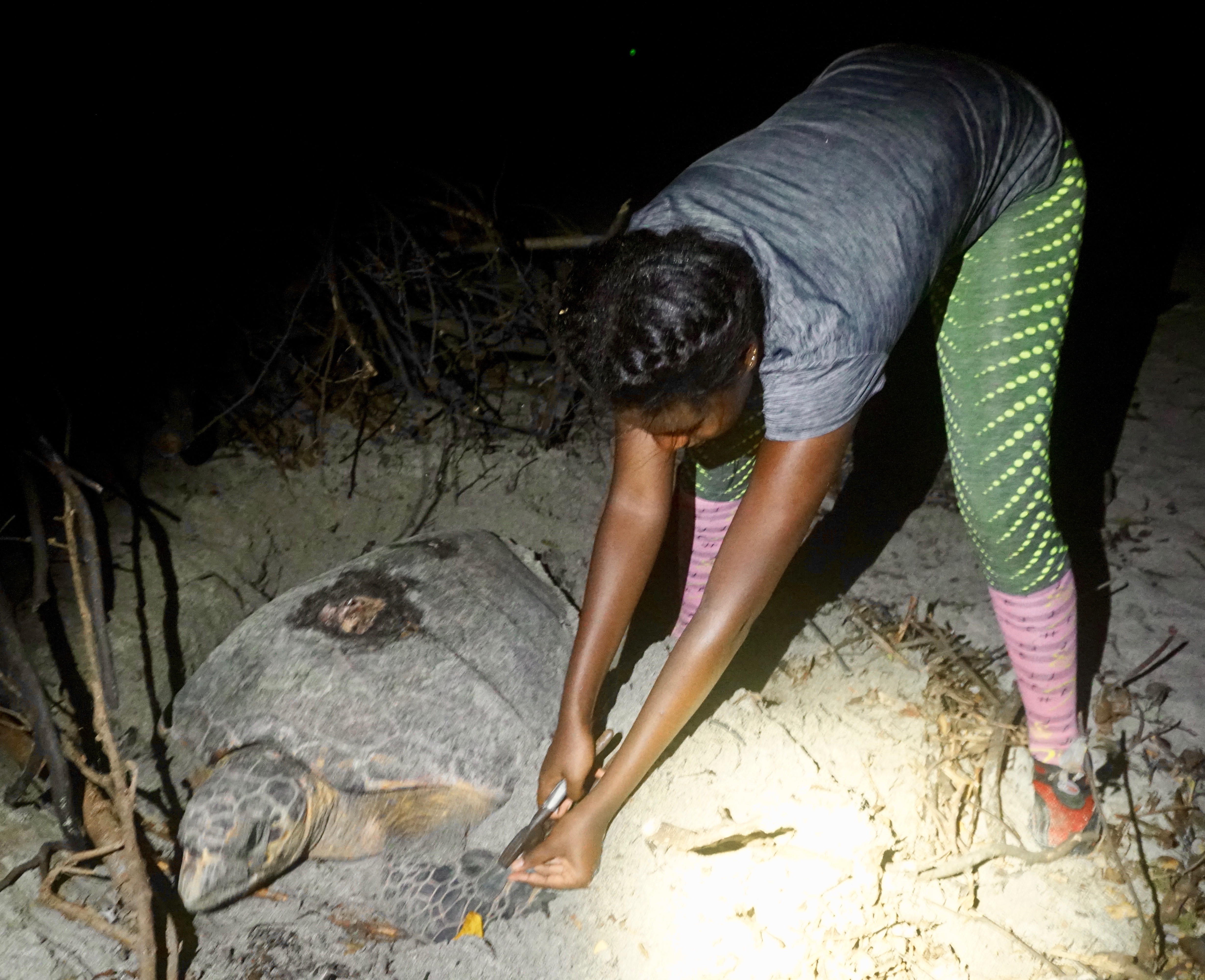 Zoya tags hawksbill