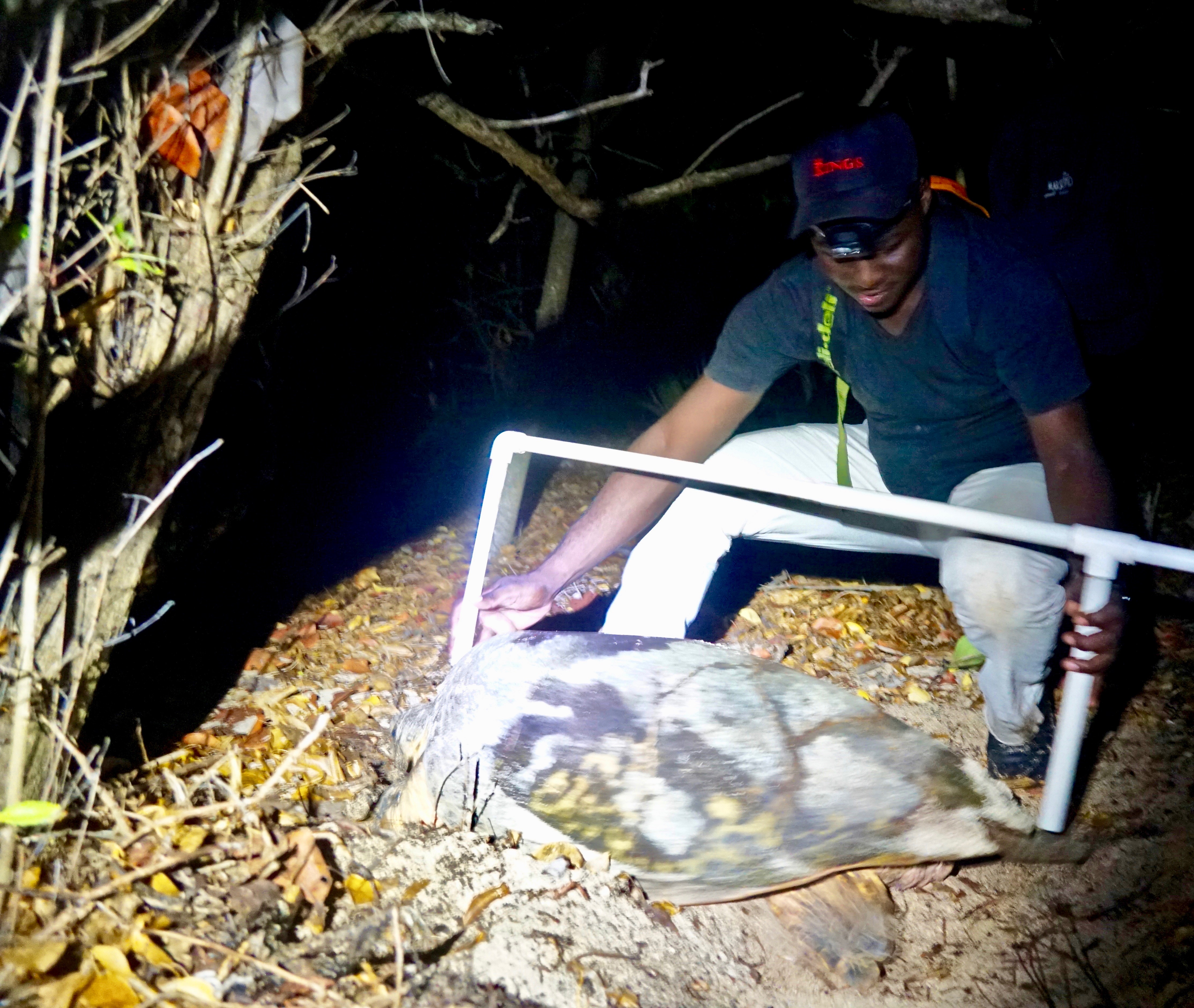 Mickey measures hawksbill