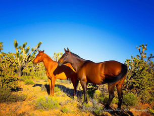 Joshua Forest Scenic Road, Arizona Horse Encounter