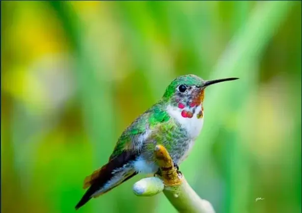 Broad-tailed Hummingbird