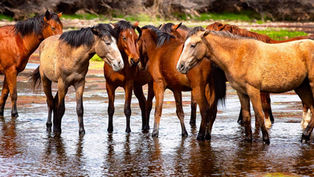 The Magnificent Salt River Wild Horses