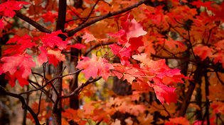 Sedona Fall Colors