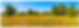 Golden Vernal Pool