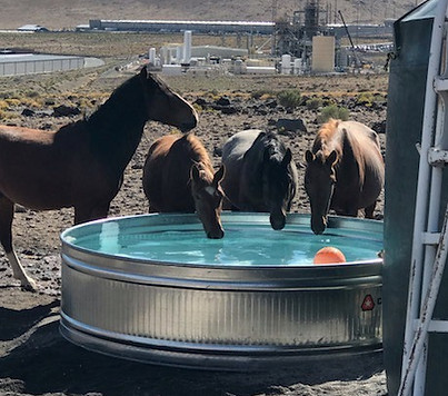 Wild horses in Nevada enjoy cool, clear water in a new tank provided by Fleet of Angels