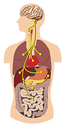 vagusnerve-2.png