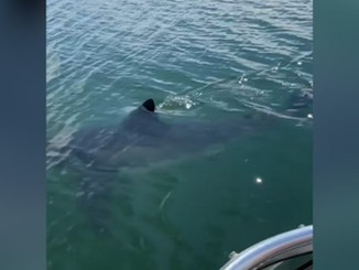 Great white shark caught on camera off Nova Scotia waters