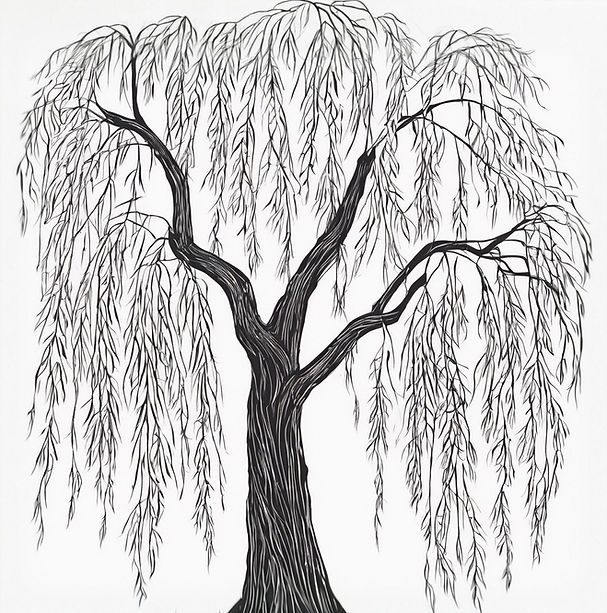 line drawing willow tree bold dark_edite