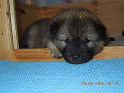 Cedrik von den Elbgezeiten