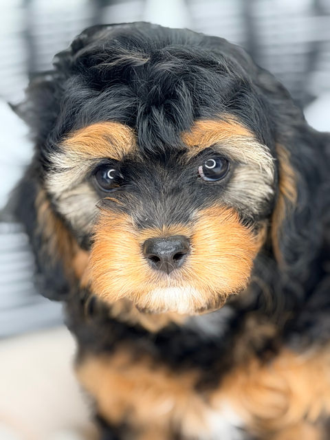 phantom F1 Cavapoo