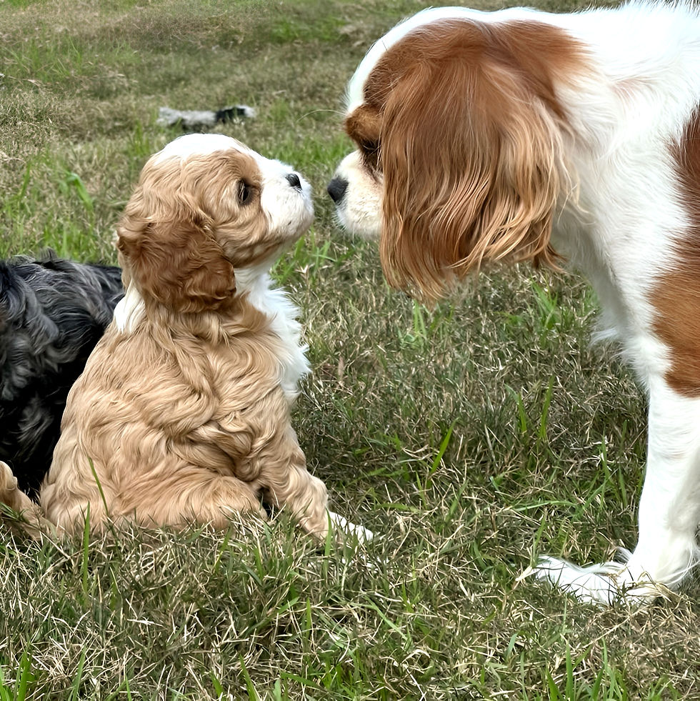 Cavalier King Charles Spaniel and her puppy