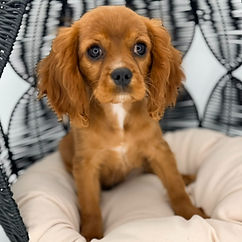 best cavapoo breeder in TX