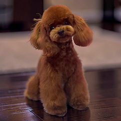 cavapoo puppies for sale in TX
