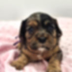Recently placed Cavapoo puppy from MC Doodles of Texas
