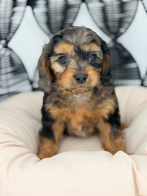 Cavapoo Merle