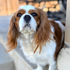 cavapoo puppies for sale in TX