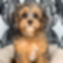 F1 Cavapoo - McDoodles of Texas