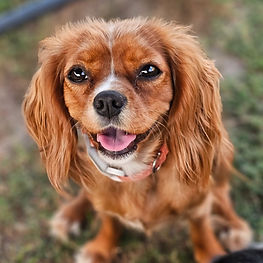 red and white female breeding Cavalier