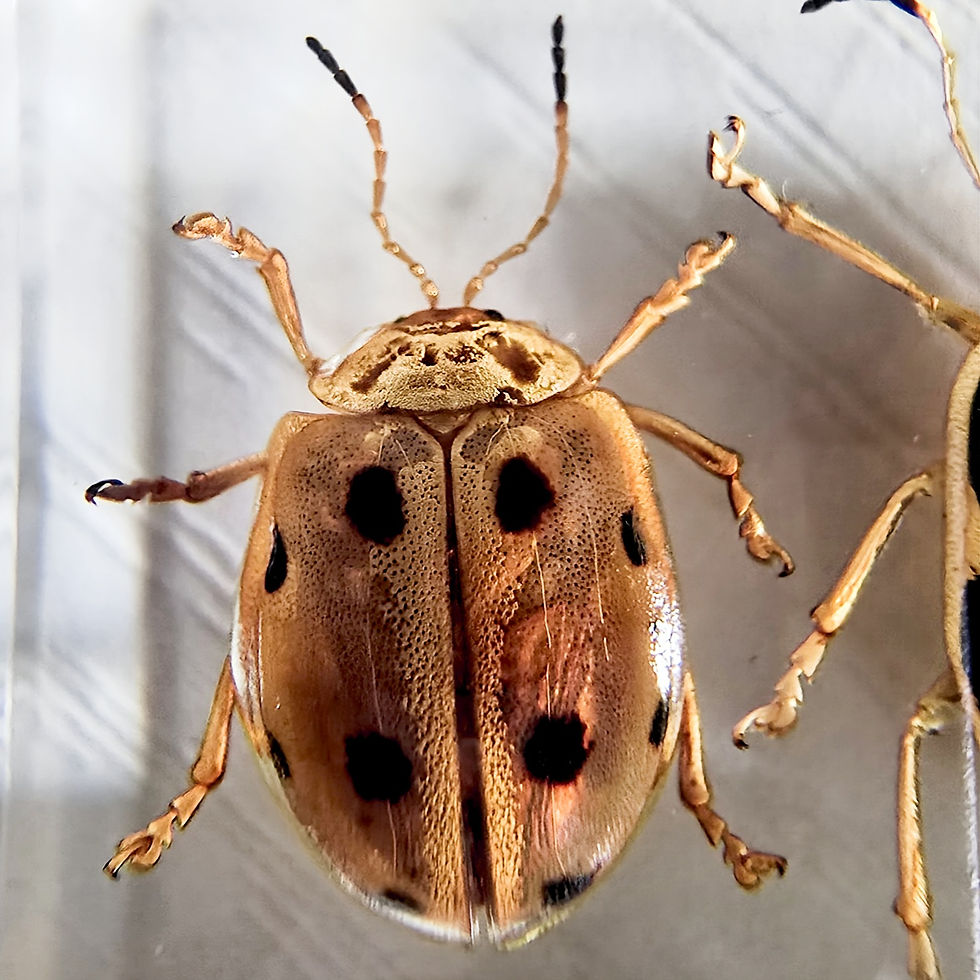 Leaf Beetles - Cabinet of Curiosities