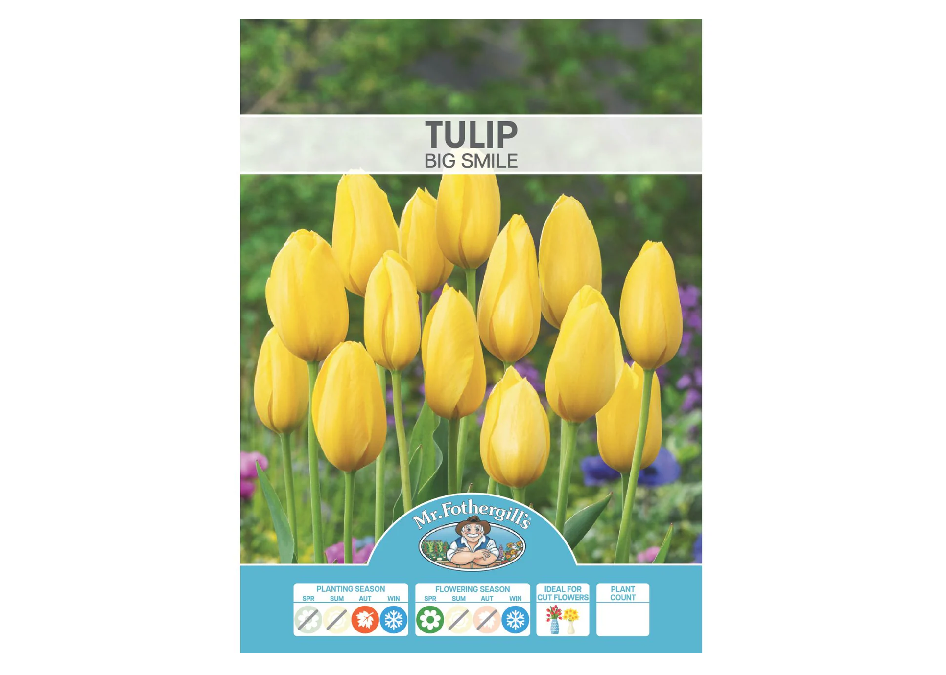 Tulip - Big Smile BULBS