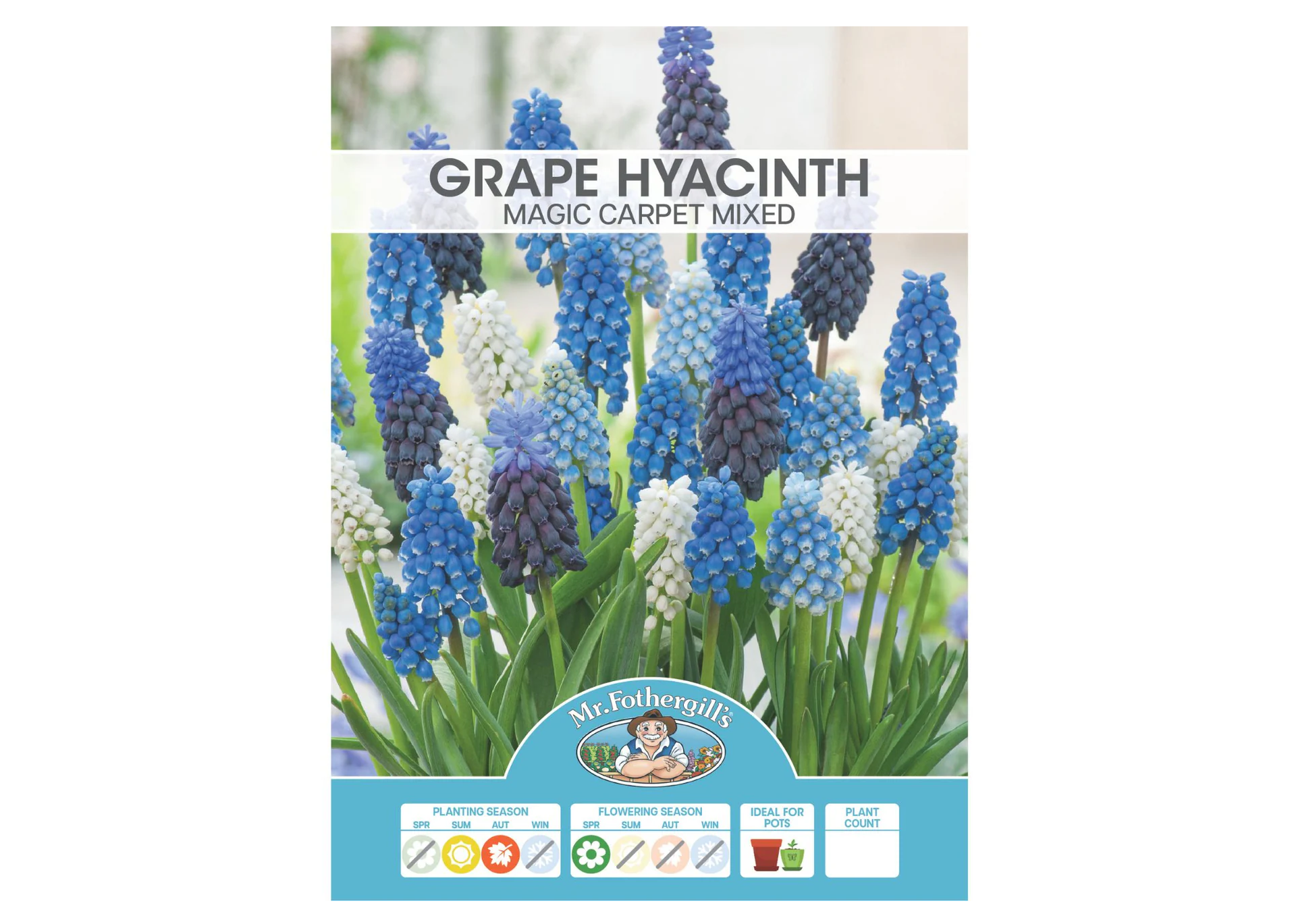Grape Hyacinth - Magic Carpet Mixed BULBS