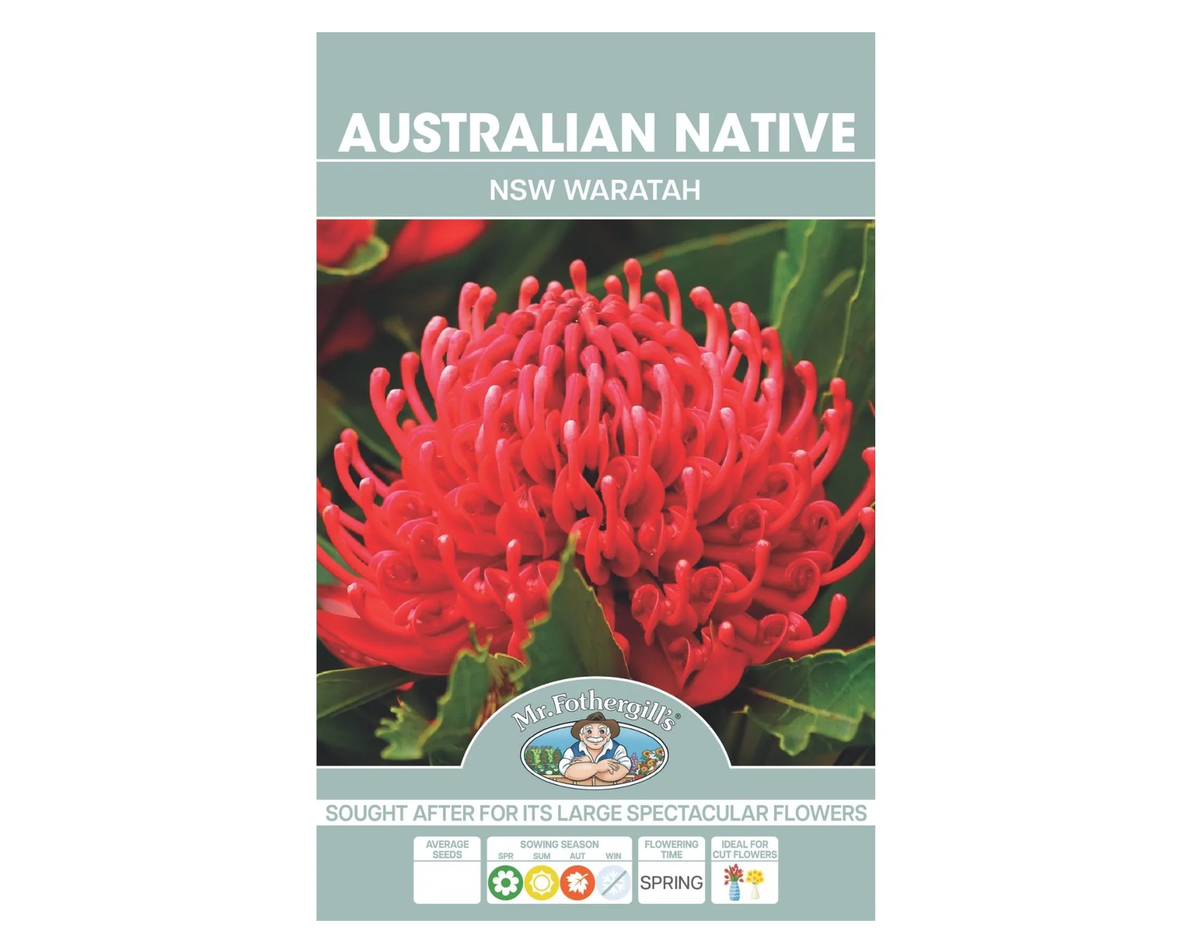 NSW Waratah Australian Native SEEDS