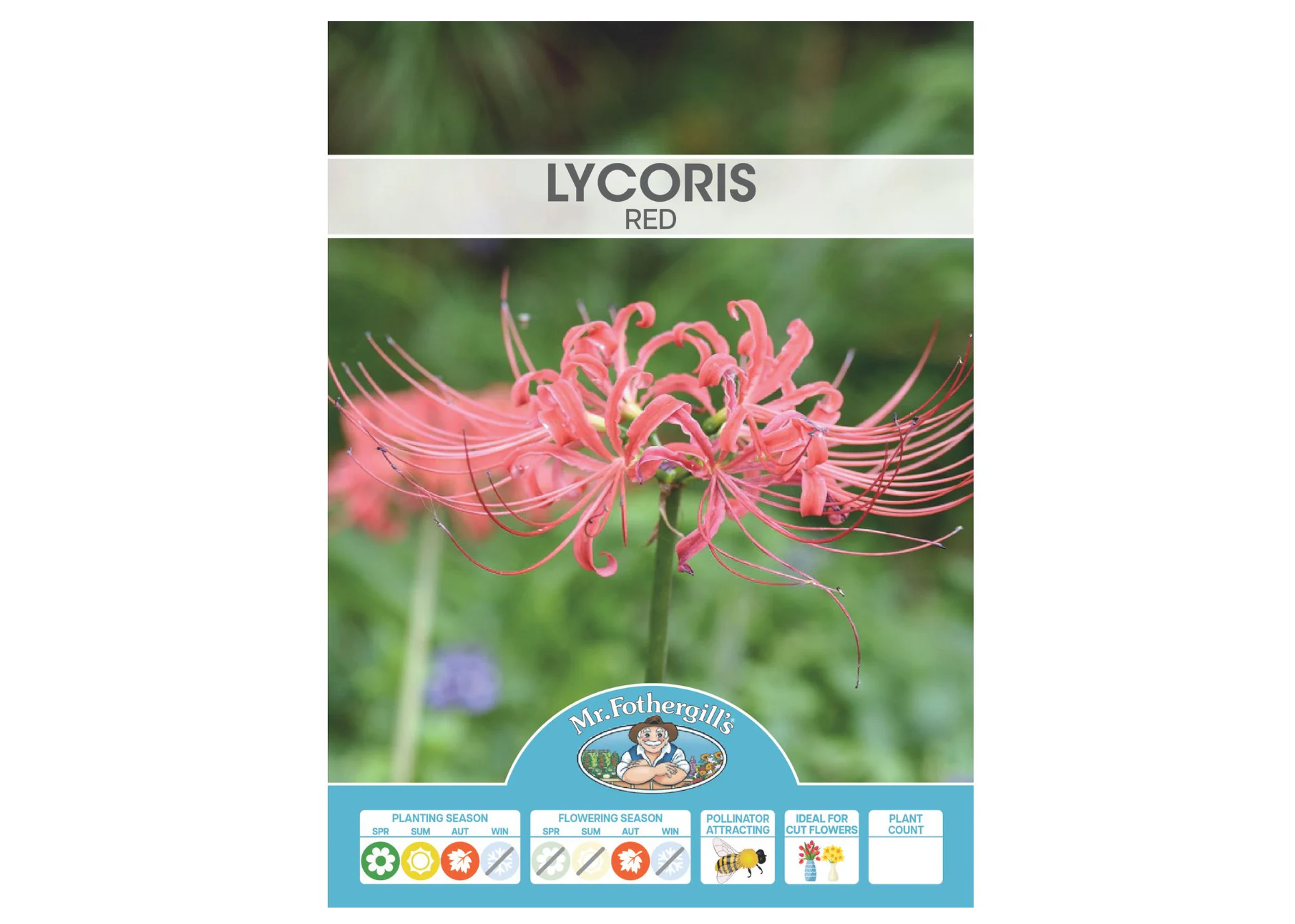 Lycoris - Red BULBS