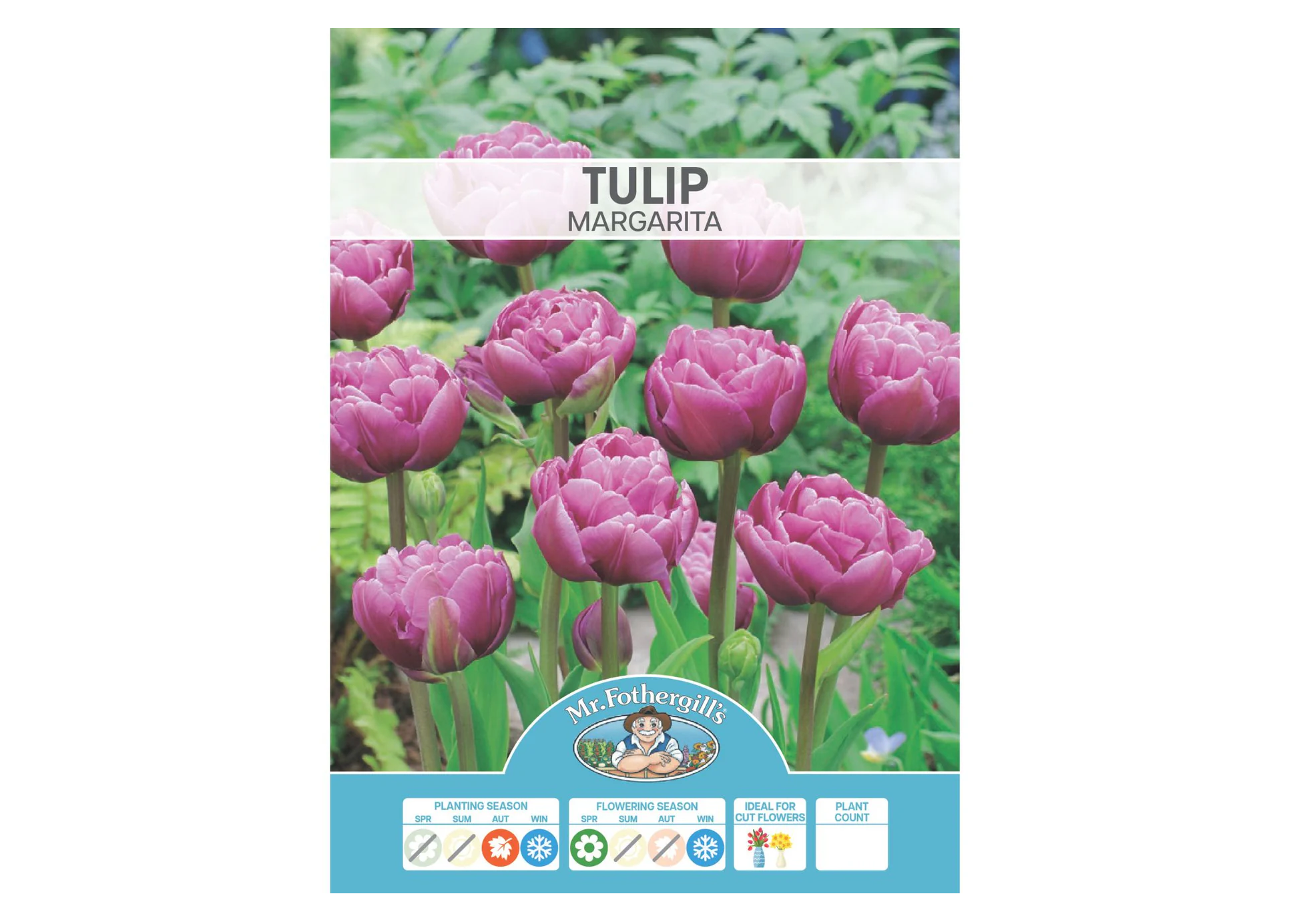 Tulip - Margarita BULBS