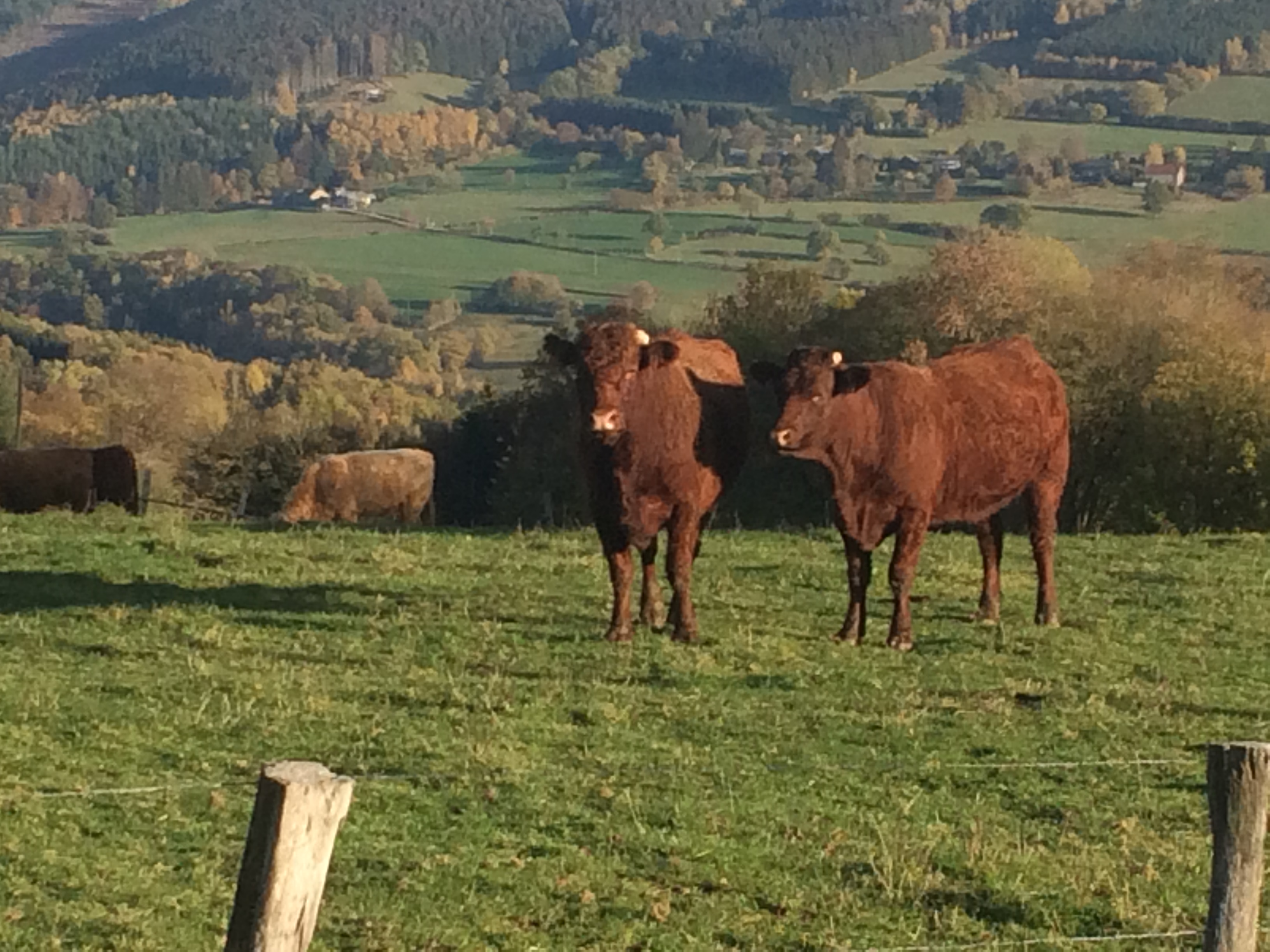 Nos amies les vaches