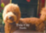 Curly Coat + + for Curl.jpeg