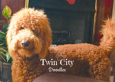 Curly with Furnishings.jpeg
