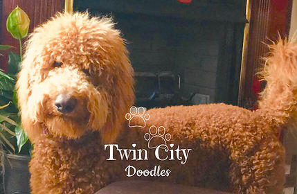 Curly with Furnishings.jpeg