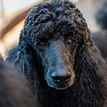 shutterstock poodle head_1460421539.jpg