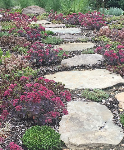 Sedum 'Dazzleberry' - A tough semi-evergreen ground cover
