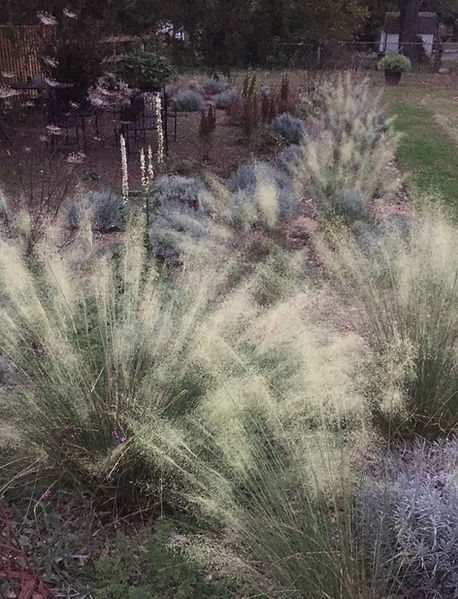 'White Cloud' Hair Grass